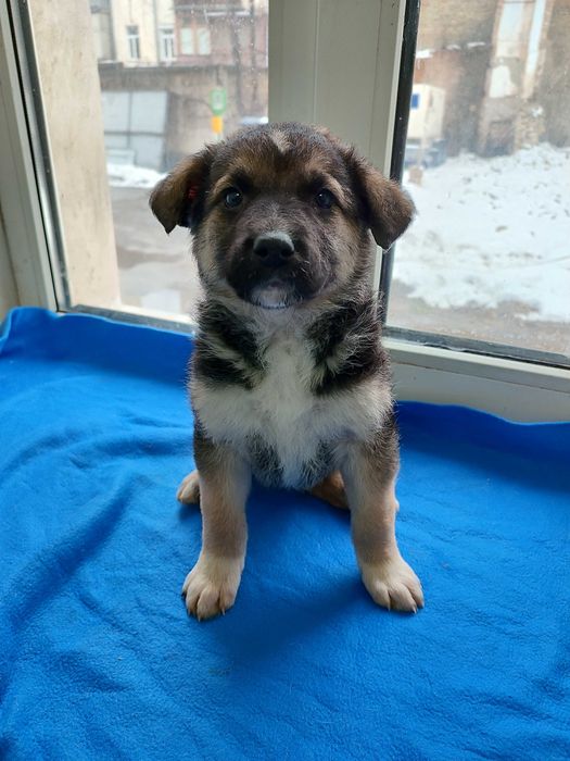 Кумедне цуценя бажає стати домашнім