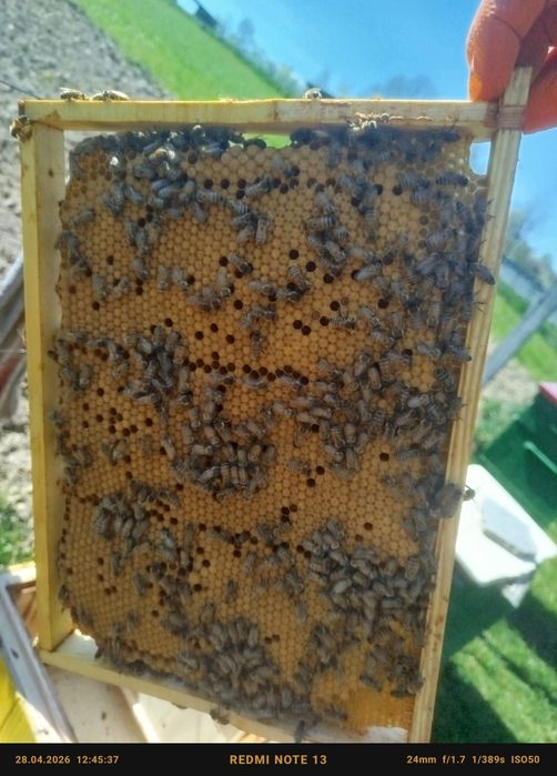 Matka pszczela buckfast nie UN i UN dostępne od ręki