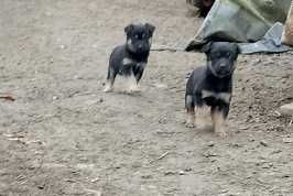 Oddam szczeniaka (suczka)