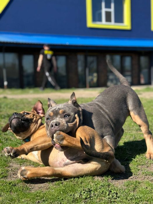 Школа по дресируванню собак Київ Святошино Академ Борщагівка кінолог