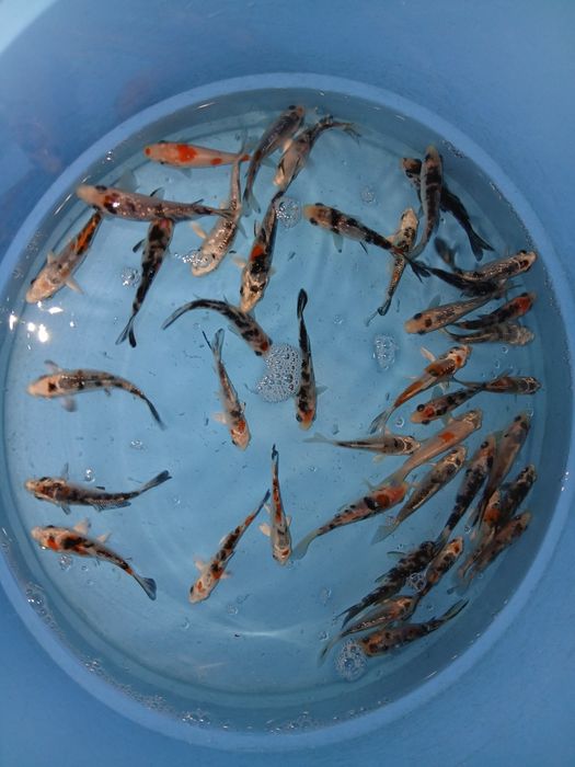 Carpas koi tricolor