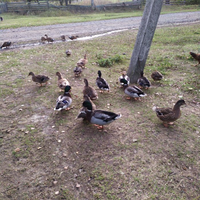 Крижні,качки,підсадні утки