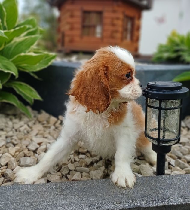 Cavalier King Charles Spaniel