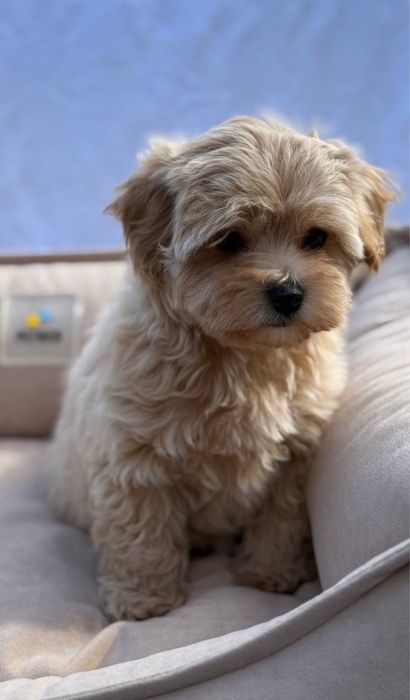 Плюшевий вірний друг Мальтипу хлопчик. Мальтипу маленький