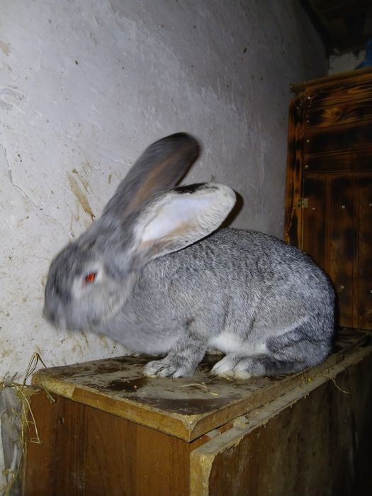 В продажі   самка