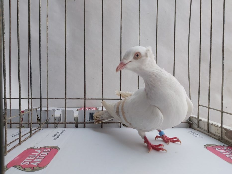 Gołębie Jasne Masłowe