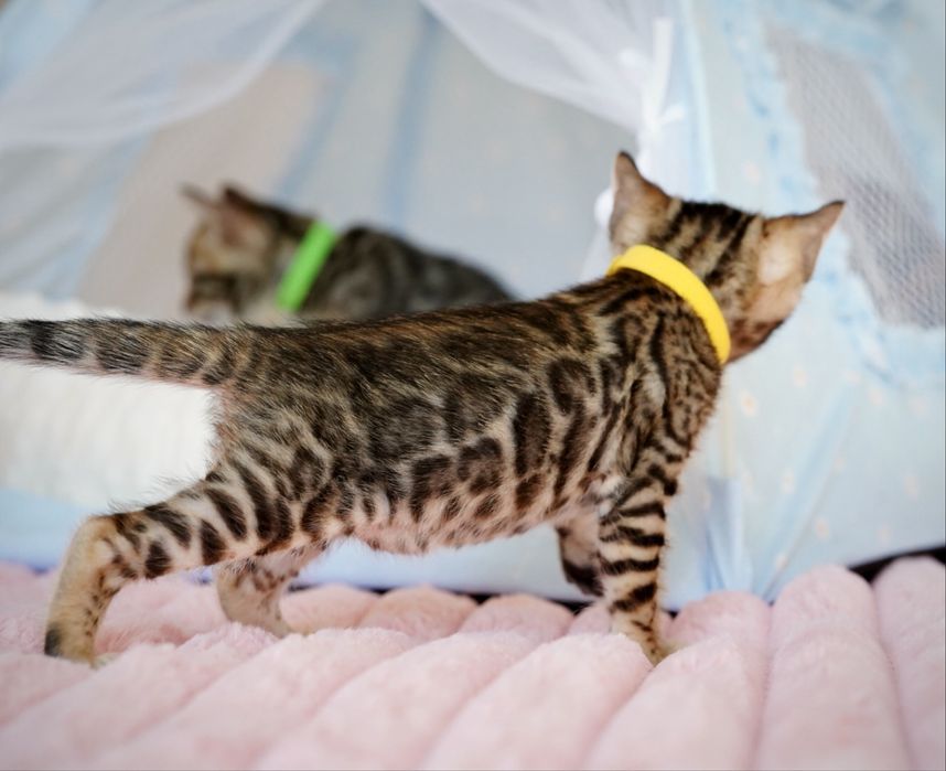 Бенгальські кошенята