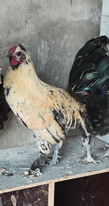 Garnizes pretos e brancos