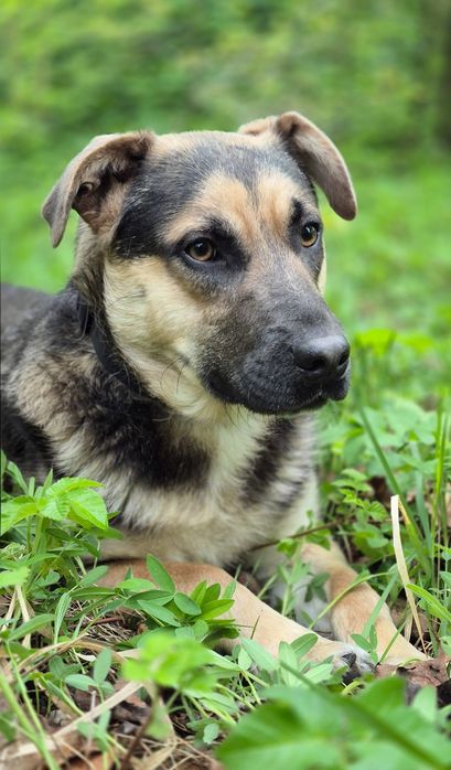 Pozytywny Forest szuka domu  / do adopcji