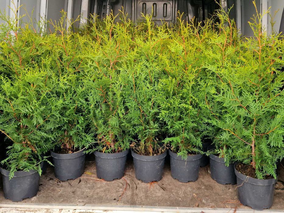 Tuja Thuja BRABANT 70cm duża donica 3L, gęsta, Usługa sadzenia  HIT!
