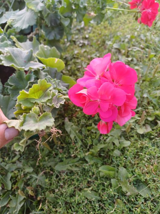 Продаю рослини.  Пеларгонії, хлорофіт чорнобривці  різдвяник