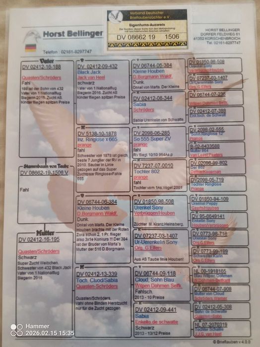 35.Gołębie pocztowe. Samiec Horst Bellinger DV 2019