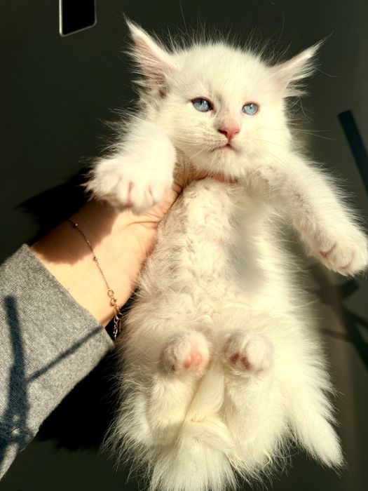 Мейн кун документи