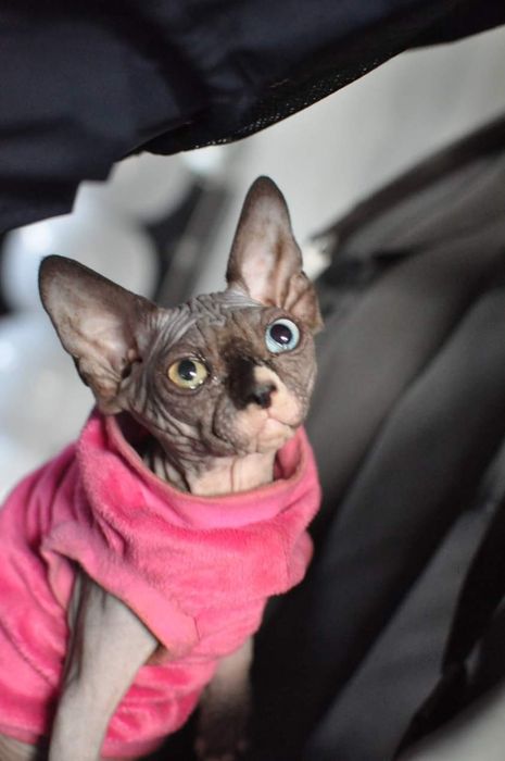 sfinks odd Eyed 63 kotka