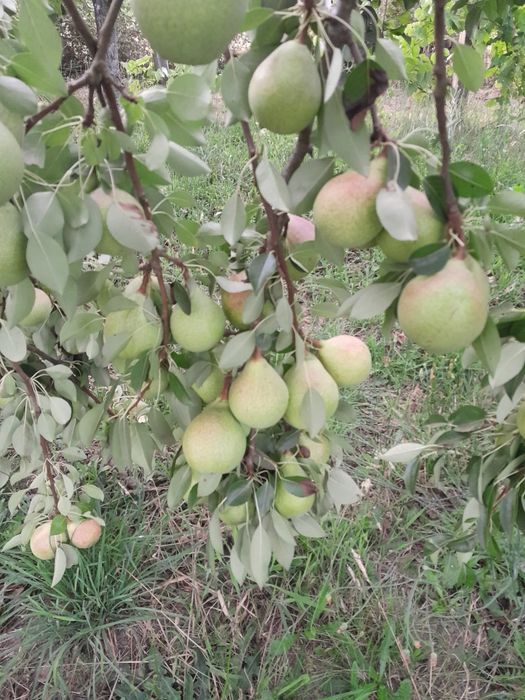Venda de pêras sem químicos