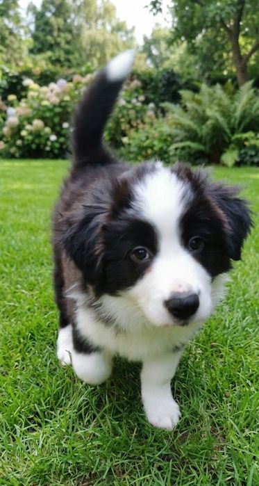 Border Collie ZKwP - Rodowód FCI
