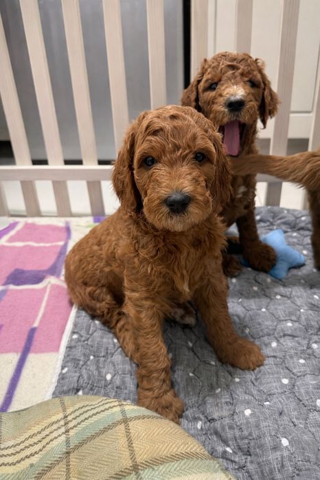 Голдендудль ( лабрадудль)