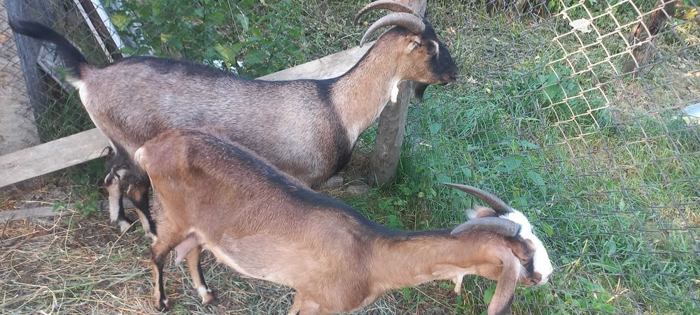 Коза нубійська 50%