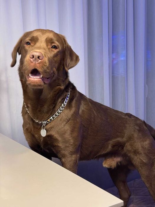 В'язка Лабрадор 2р.