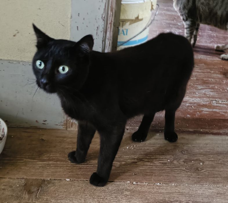 Pantera- gatinho jovem para adoção responsável