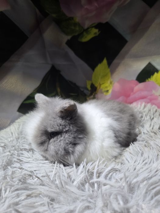 Karzełek Teddy Mini z Metryka