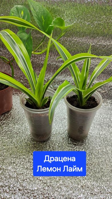 Мирт, фікус Анастасія Алі Естер Неон сциндапсус Золотистий драцена