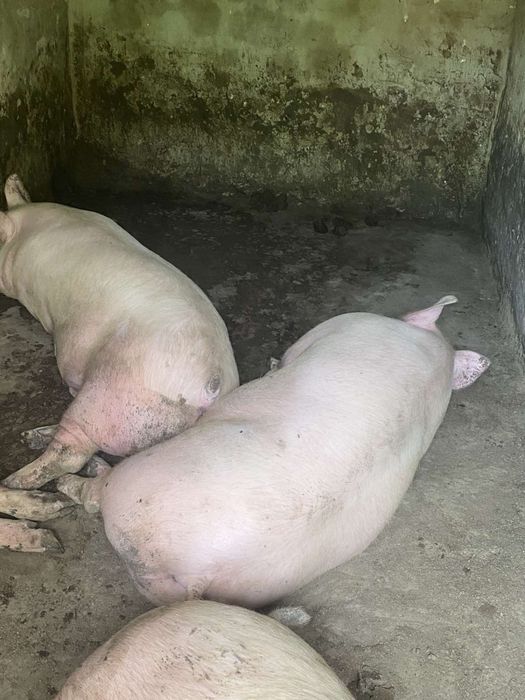 Продам свині мясні та мясосальні