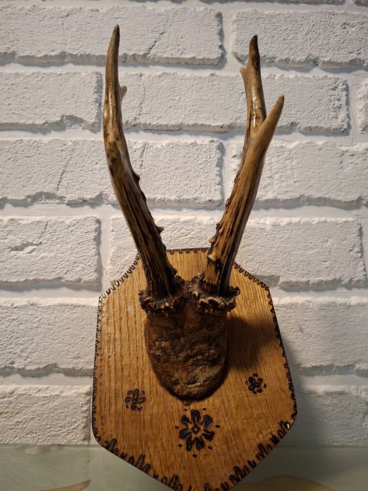 Продам роги дикої кози