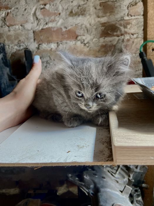 В добрі руки,шукаємо родину для малечі, дівчинка, дуже спокійна, їсть все (безкоштоано)