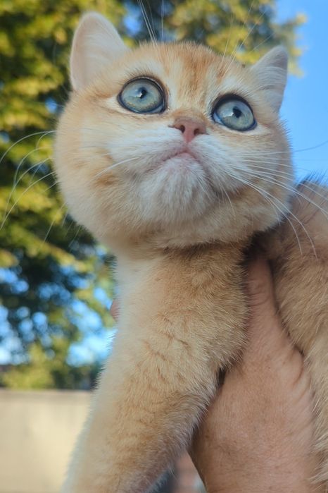 Bri ny 12 Шиншила золотая