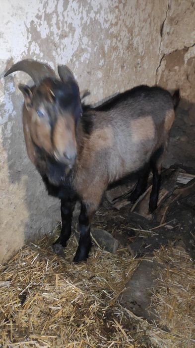 Терміново!!! Продам Шуту козу, дійну козочку, козла