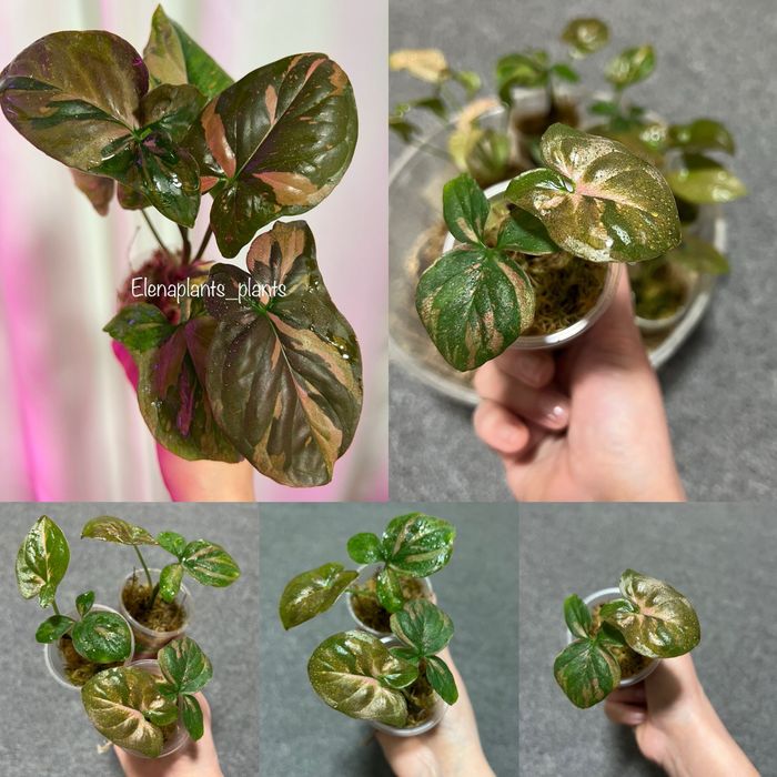 Сингониум Dark Purple, Pink Splash Dark Fat Leaf, Scrambled Eggs