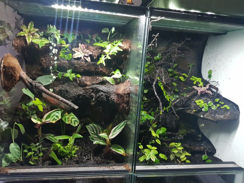 Terrarium tropikalne wysoka jakość