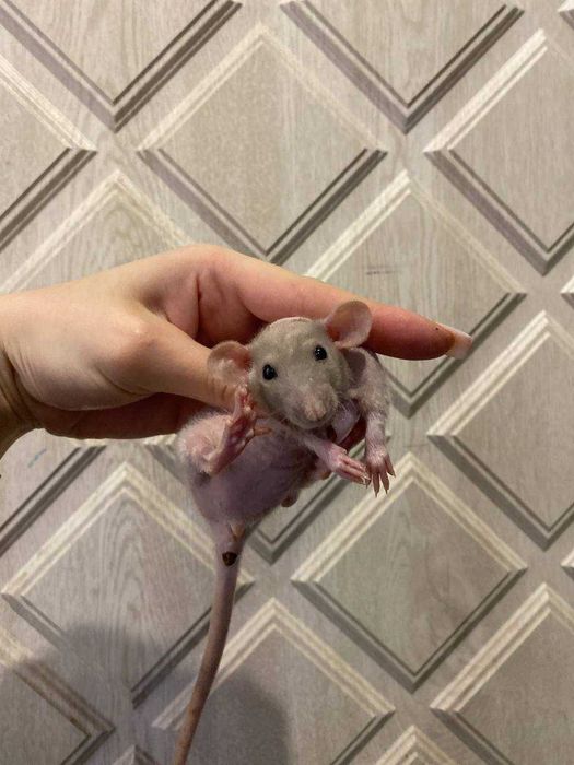 Крыса, крыска милая, крысеныш, ласковый грызун