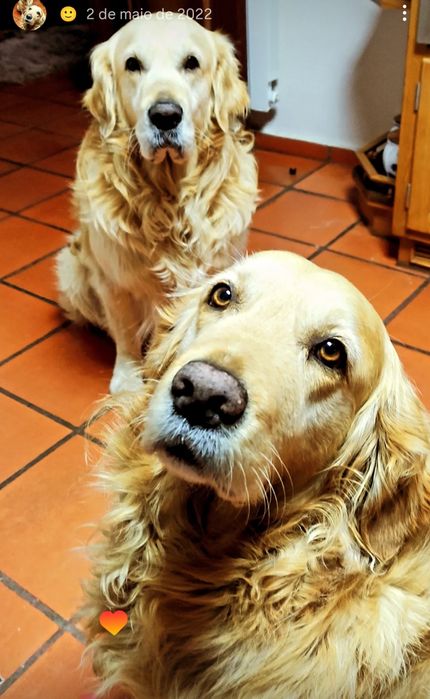 Golden retriever macho procura namorada