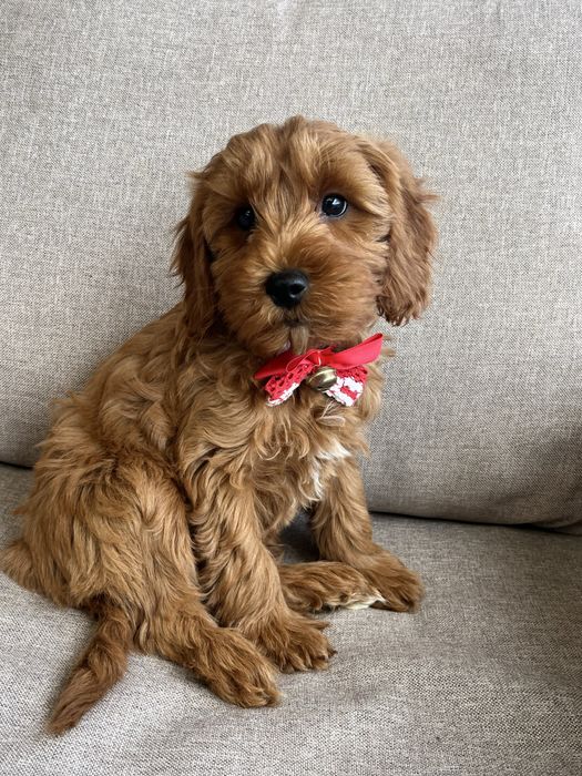 Piesek cavapoo gotowy do odbioru