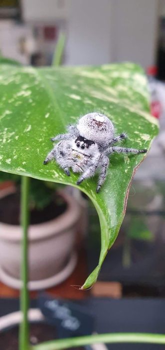 Skakun Królewski Phidippus Regius Apalachicola Samica L5