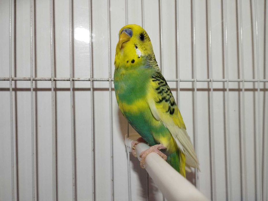 Periquitos australiano, novos