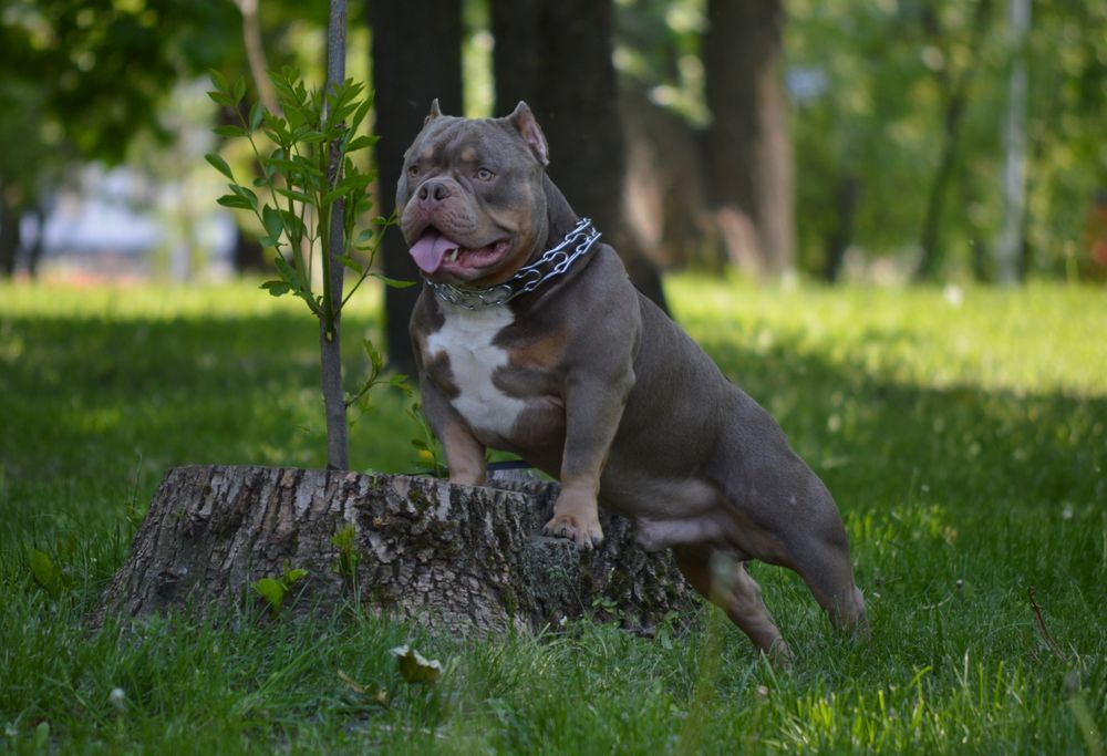 Американский Булли. Вязка