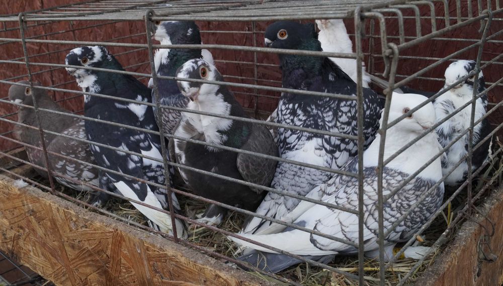 Blondynety satynety mewka orientalna mewki gołębie samce samice para