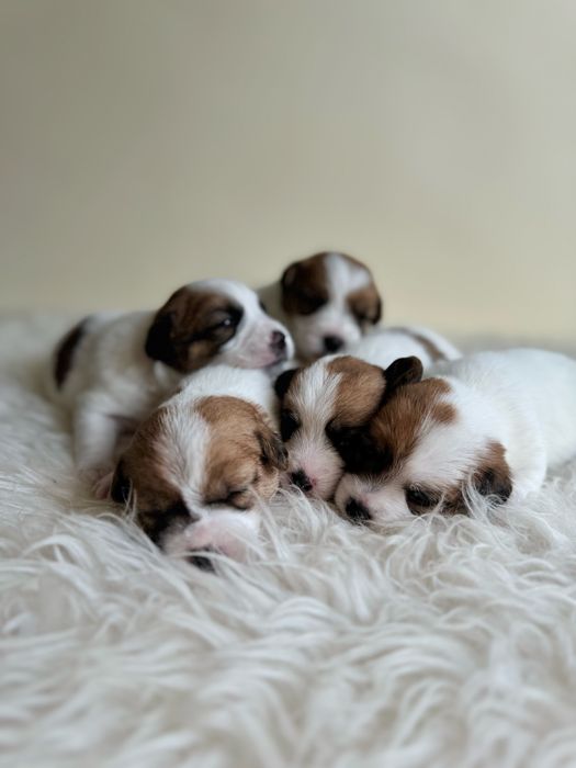 Jack Russell Terrier - piesek z rodowodem FCI