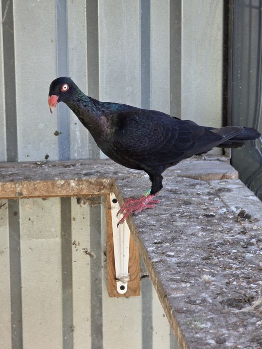 Czarne duńskie lotne