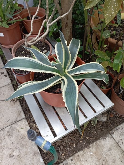 Cato verde e amarelo