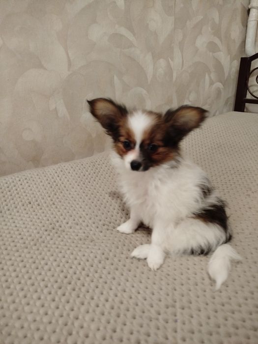 Цуценята Папійони