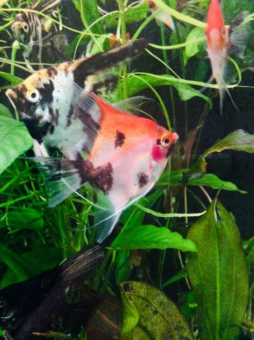 Салярия супер Ред и Ред девил