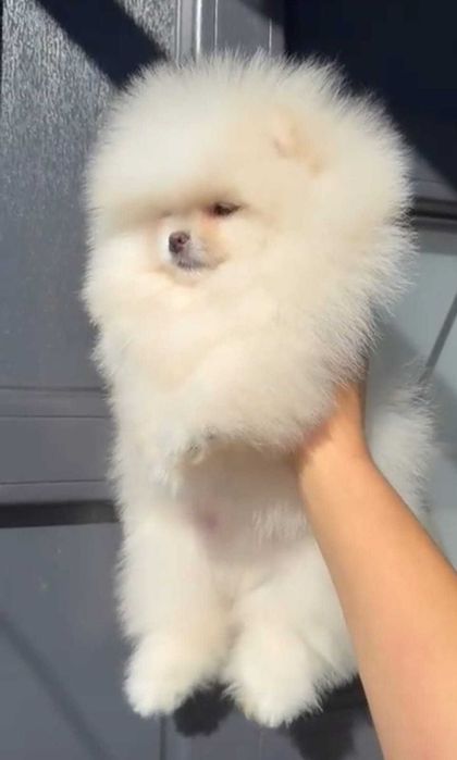 Mały pomeranian miś mini