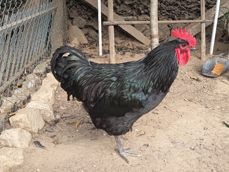 Vendo Galos de raça Jersey Gigante Negro