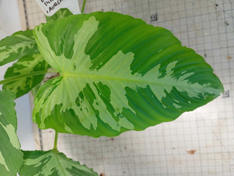 Epipremnum pinnatum ‘Aurea Variegata’