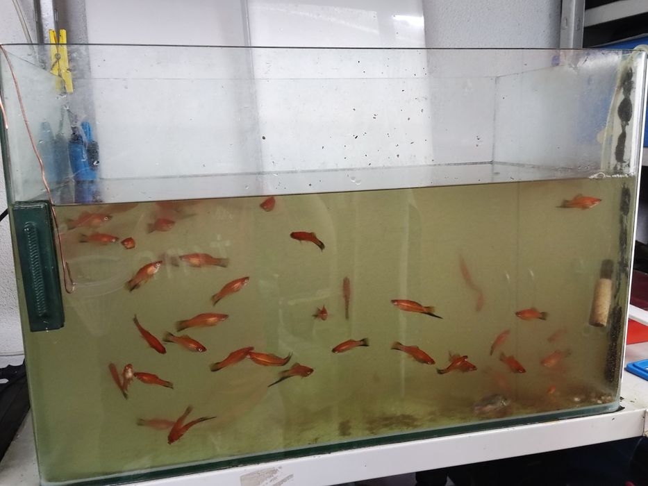 Peixes   Espadas