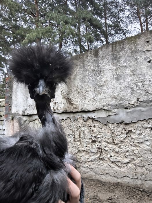 Китайські шовкові голошиї кури 25 року